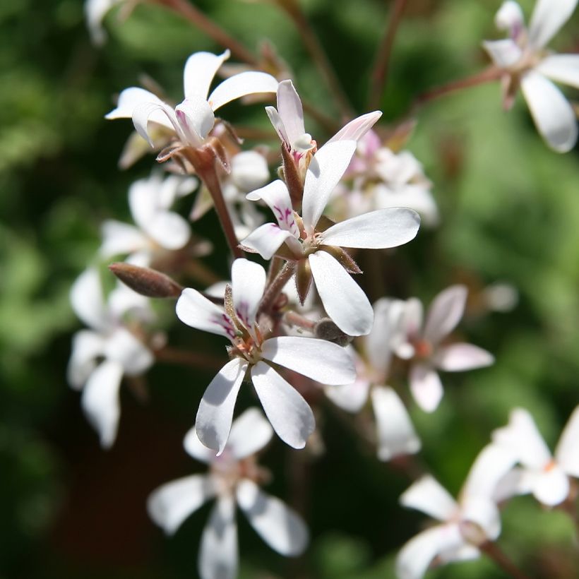 Tuoksupelargoni Ardwick Cinnamon (Kukinta)