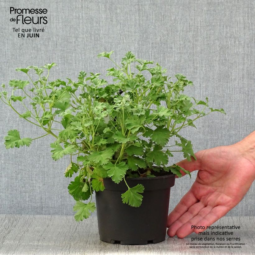 Esimerkki kesällä toimitetusta Tuoksupelargoni Ardwick Cinnamon 1,5 litran / 2 litran kannu-taimesta