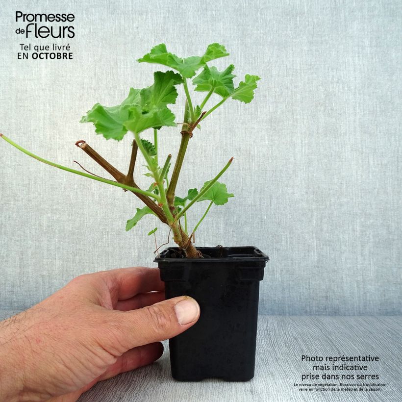 Esimerkki syksyllä toimitetusta Tuoksupelargoni Atomic Snowflake 7/8 cm taimiruukku-taimesta