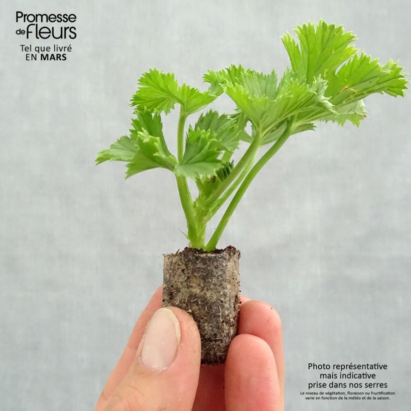 Esimerkki keväällä toimitetusta Enkelipelargoni Bermuda Merlot Minipaakku Ø 3/4 cm-taimesta