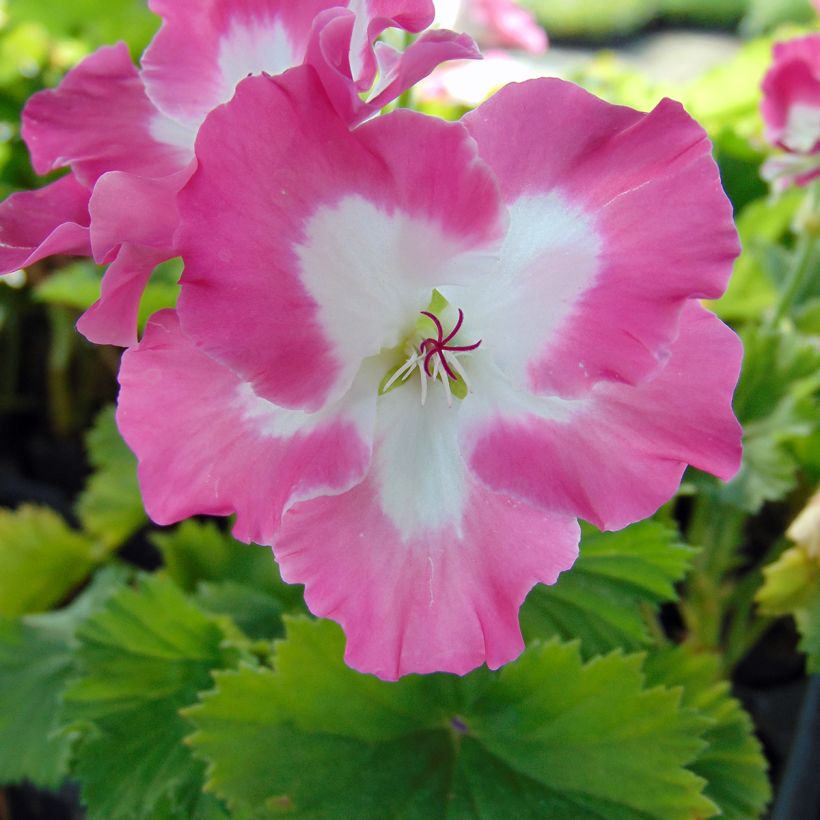 Enkelipelargoni Bermuda Pink (Kukinta)