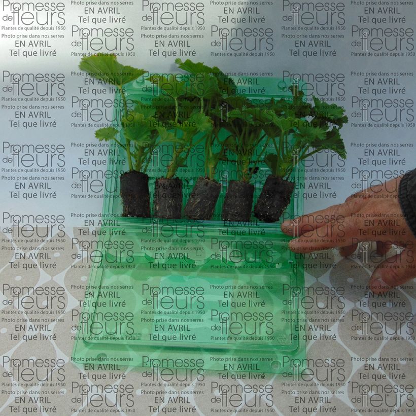 Esimerkki toimitetusta Enkelipelargoni Bermuda Pink Minipaakku Ø 3/4 cm-taimesta