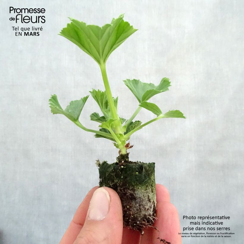 Esimerkki keväällä toimitetusta Enkelipelargoni Burghi Minipaakku Ø 3/4 cm-taimesta