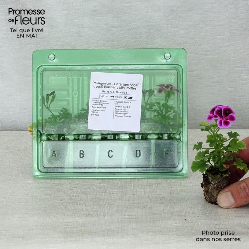 Esimerkki keväällä toimitetusta Enkelipelargoni Angel Eyes Blueberry Minipaakku Ø 3/4 cm-taimesta