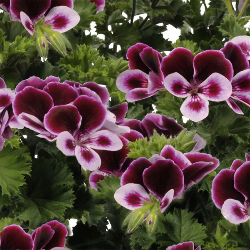 Enkelipelargoni Angel's Perfume (Kukinta)