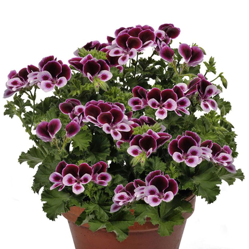 Enkelipelargoni Angel's Perfume (Kasvutapa)
