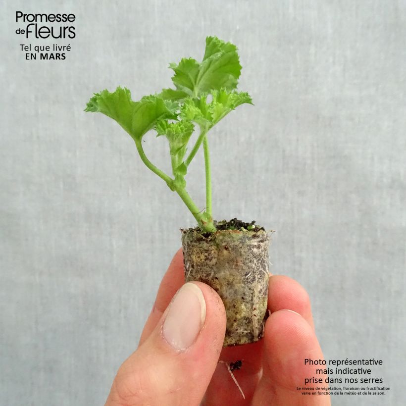 Esimerkki keväällä toimitetusta Enkelipelargoni Angel's Perfume Minipaakku Ø 3/4 cm-taimesta