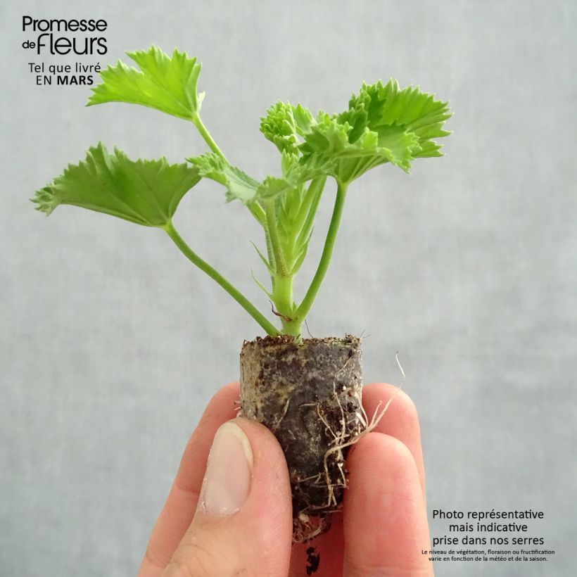 Esimerkki keväällä toimitetusta Tuoksupelargoni Candy Flowers Peach Cloud Minipaakku Ø 3/4 cm-taimesta
