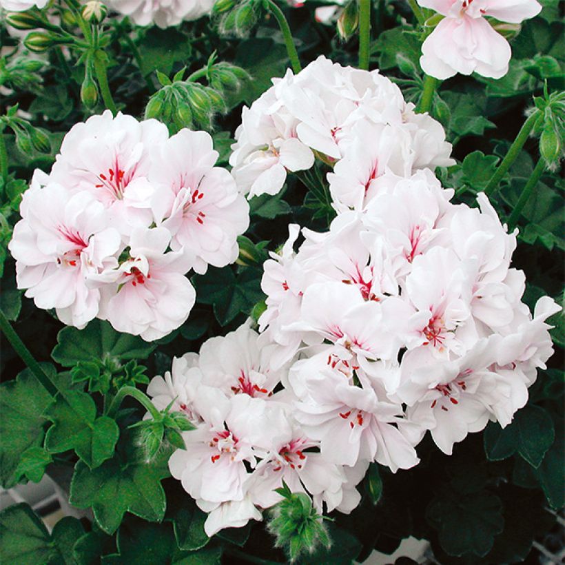 Riippapelargoni Blanche Roche (Kukinta)