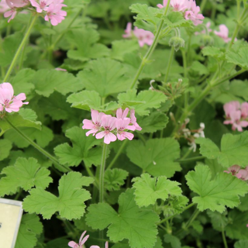 Tuoksupelargoni Attar of Roses (Kukinta)