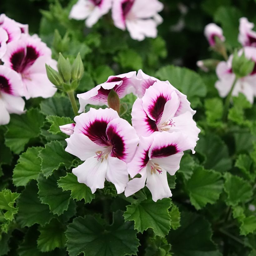 Tuoksupelargoni Mosquitaway Lizzy (Kukinta)