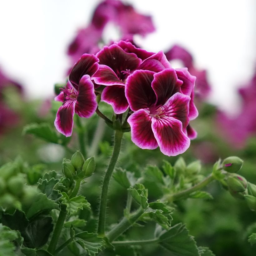 Enkelipelargoni Mosquitaway Megan (Kukinta)