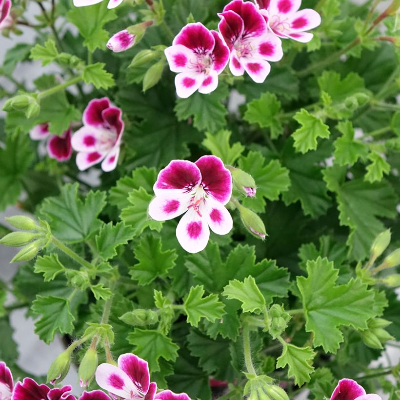 Enkelipelargoni Mosquitaway Nova (Kukinta)