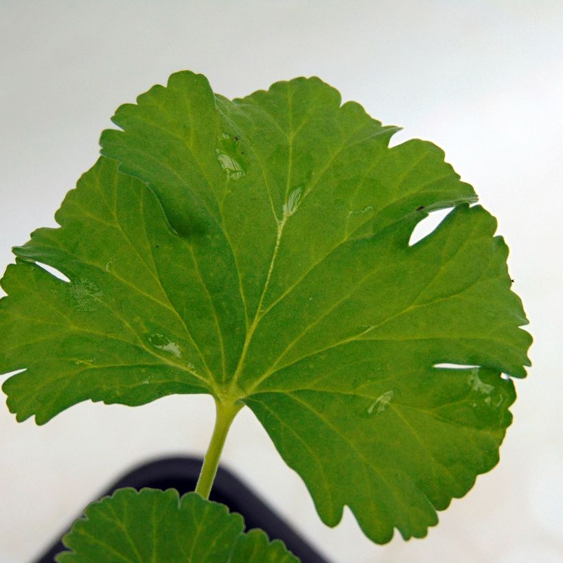 Tuoksupelargoni - Pelargonium x fragrans (Lehvistö)