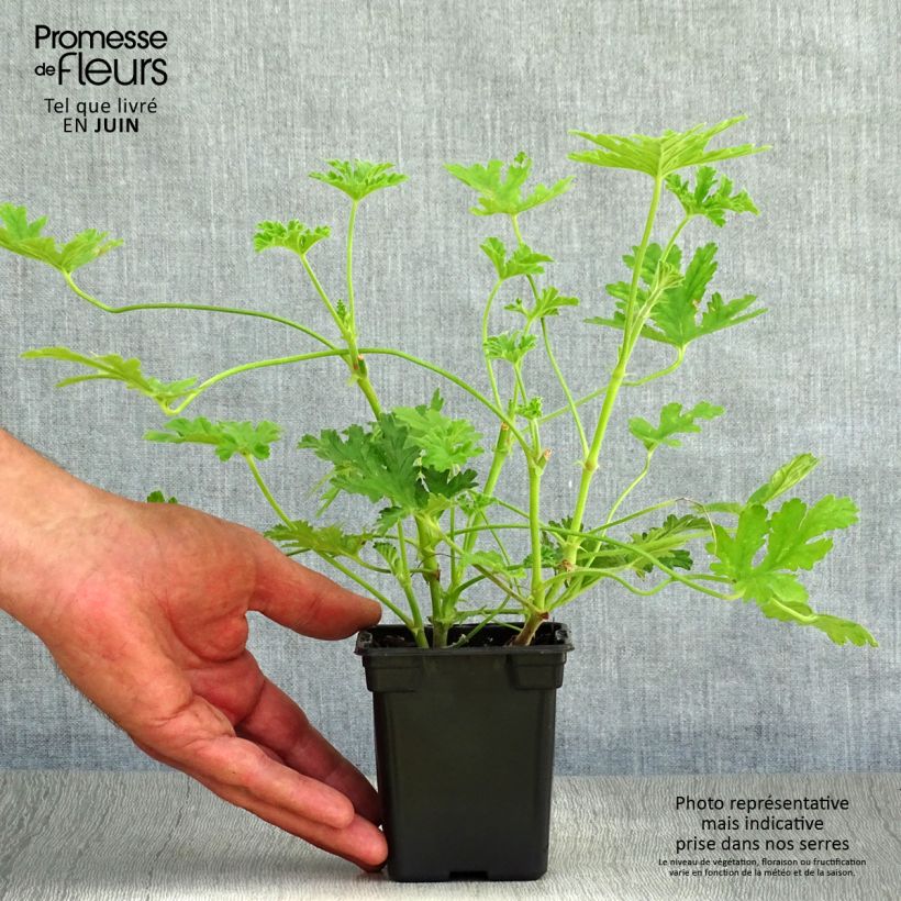 Esimerkki kesällä toimitetusta Tuoksupelargoni - Pelargonium graveolens 7/8 cm taimiruukku-taimesta