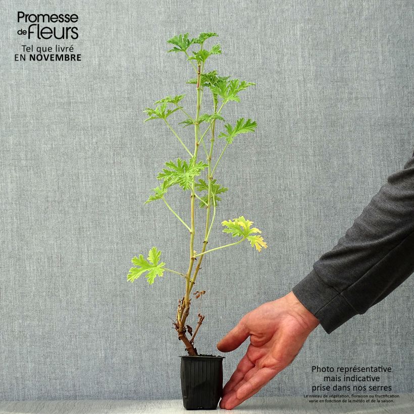 Esimerkki syksyllä toimitetusta Tuoksupelargoni - Pelargonium graveolens 7/8 cm taimiruukku-taimesta