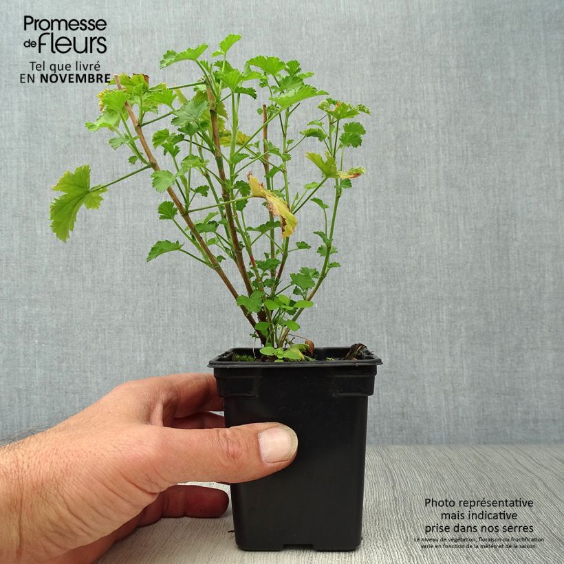 Esimerkki syksyllä toimitetusta Tuoksupelargoni Prince Of Orange 7/8 cm taimiruukku-taimesta