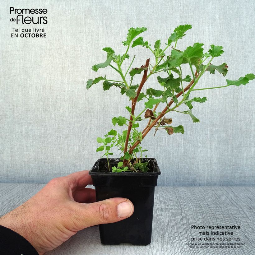 Esimerkki syksyllä toimitetusta Sitruunapelargoni Prince Rupert 7/8 cm taimiruukku-taimesta