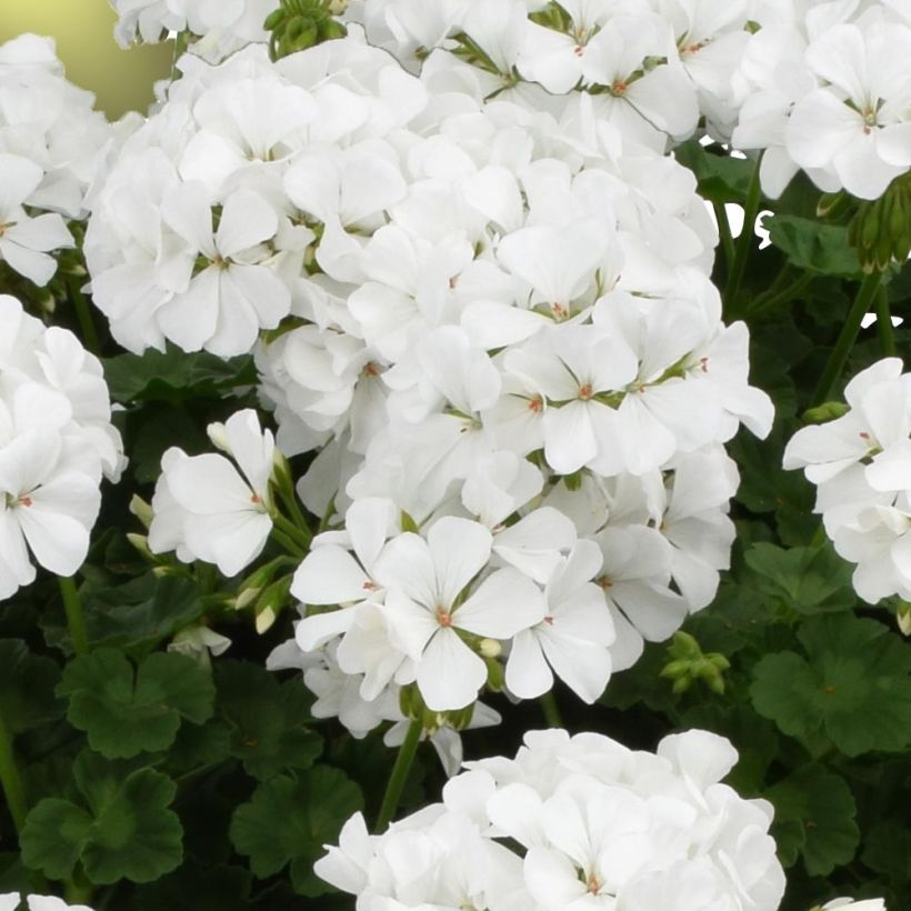 Enkelipelargoni TwoinOne White (Kukinta)