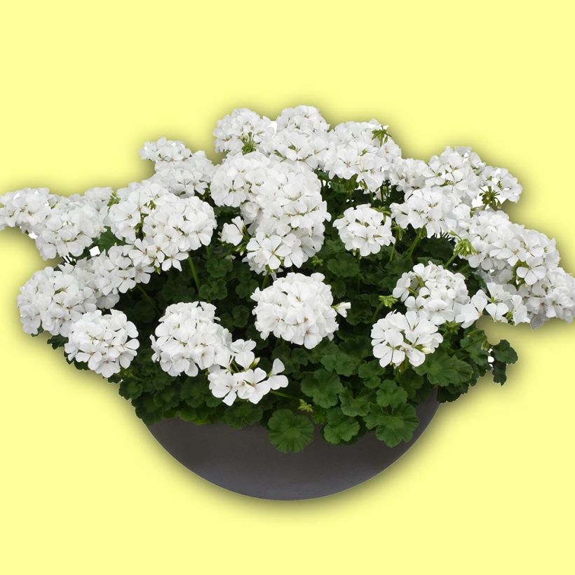 Enkelipelargoni TwoinOne White (Kasvutapa)
