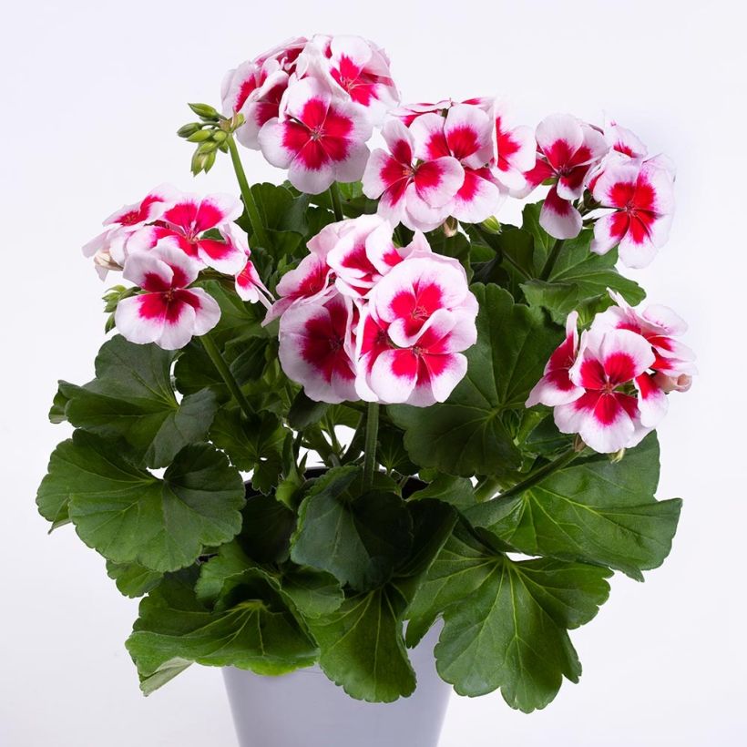 Enkelipelargoni TwoinOne White Splash (Kasvutapa)