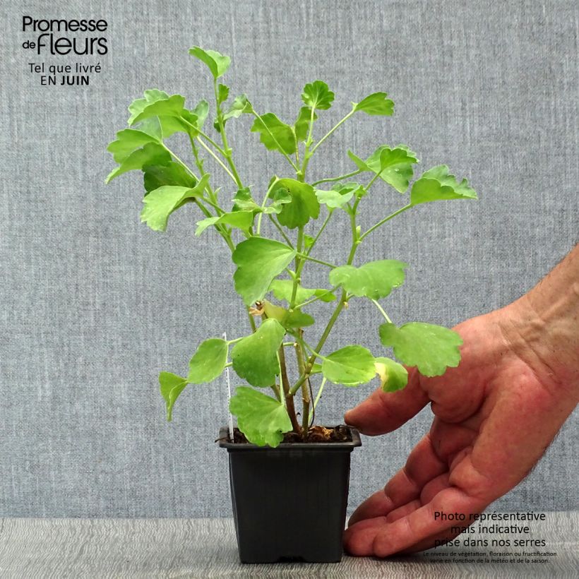 Esimerkki kesällä toimitetusta Pelargoni - Pelargonium acetosum 8/9 cm taimiruukku-taimesta