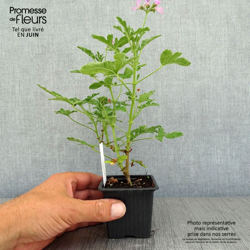 Esimerkki kesällä toimitetusta Tuoksupelargoni Brunswick 8/9 cm taimiruukku-taimesta