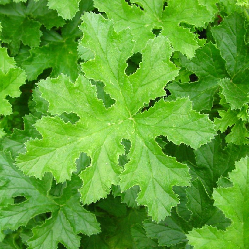 Tuoksupelargoni Brunswick (Lehvistö)