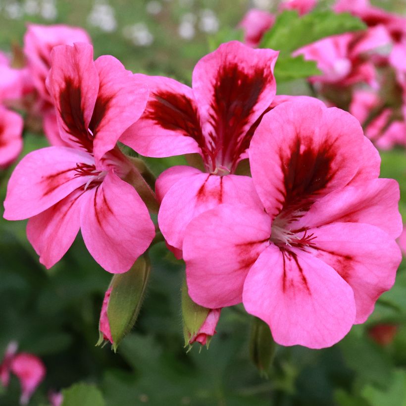 Tuoksupelargoni Brunswick (Kukinta)