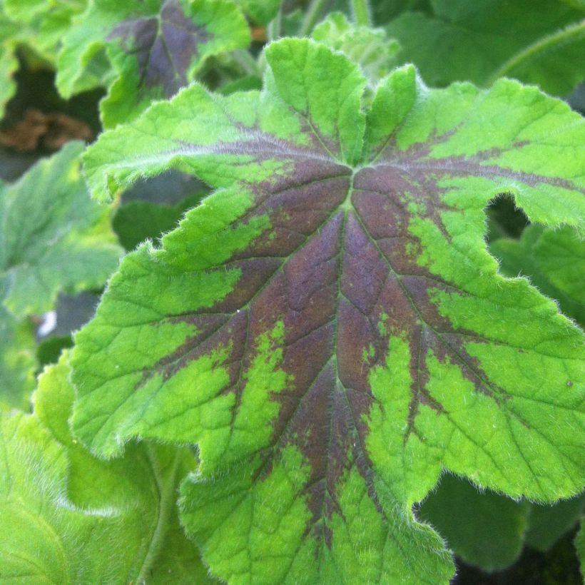 Piparminttupelargoni Chocolate (Lehvistö)
