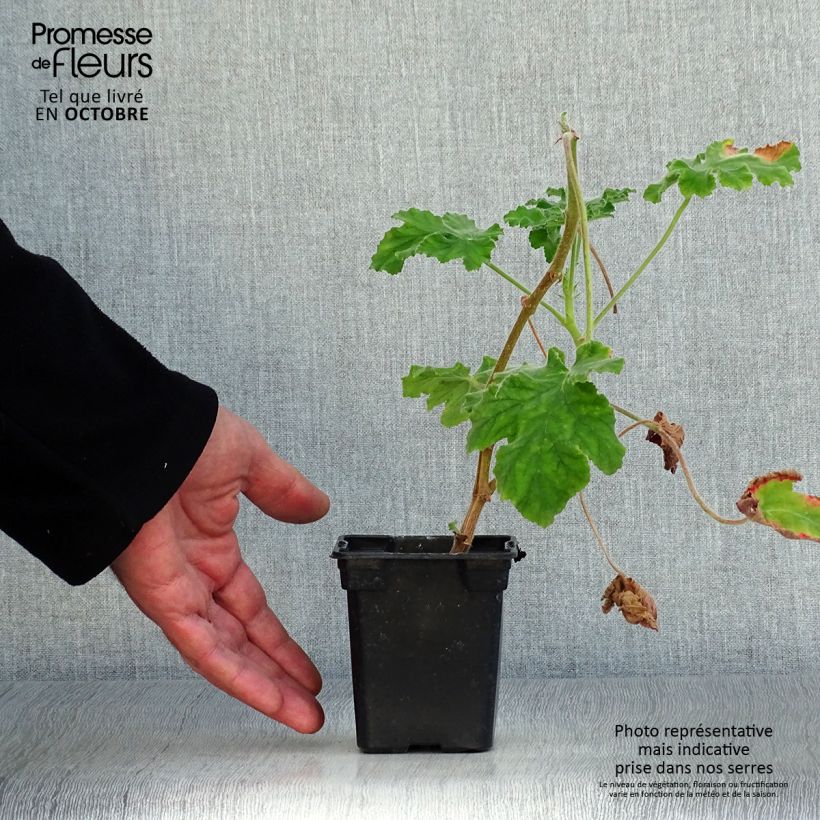 Esimerkki syksyllä toimitetusta Piparminttupelargoni Chocolate 7/8 cm taimiruukku-taimesta