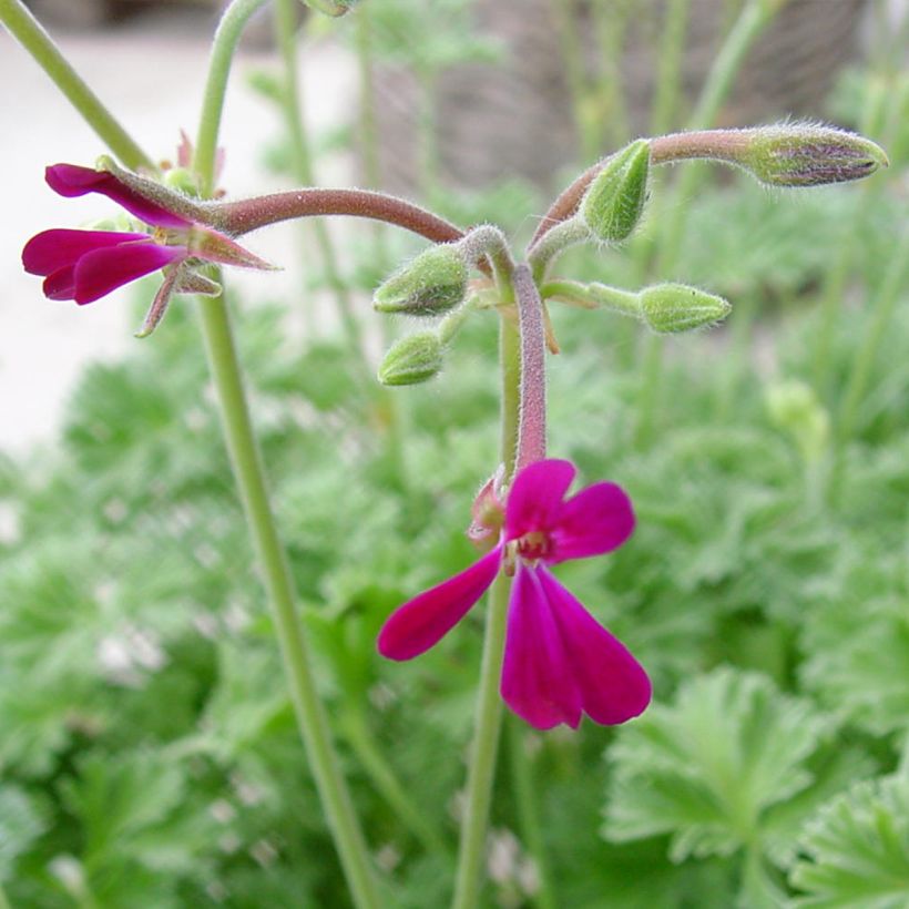 Tuoksupelargoni Deerwood Lavender (Kukinta)