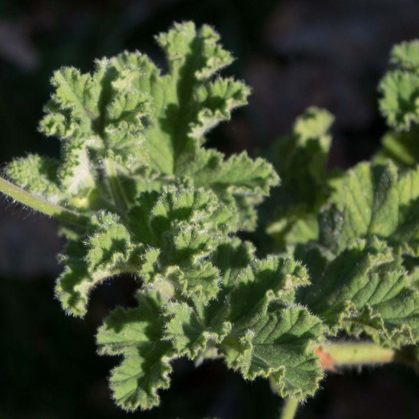 Tuoksupelargoni Endsleigh (Lehvistö)