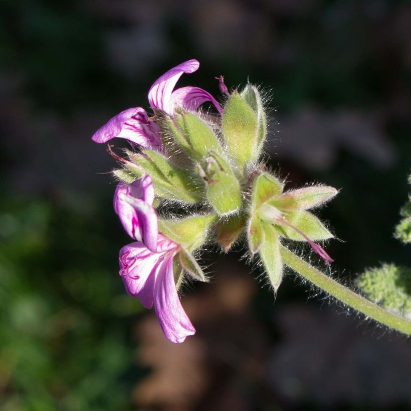 Tuoksupelargoni Endsleigh (Kukinta)