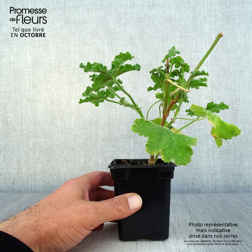Esimerkki syksyllä toimitetusta Tuoksupelargoni Endsleigh 7/8 cm taimiruukku-taimesta