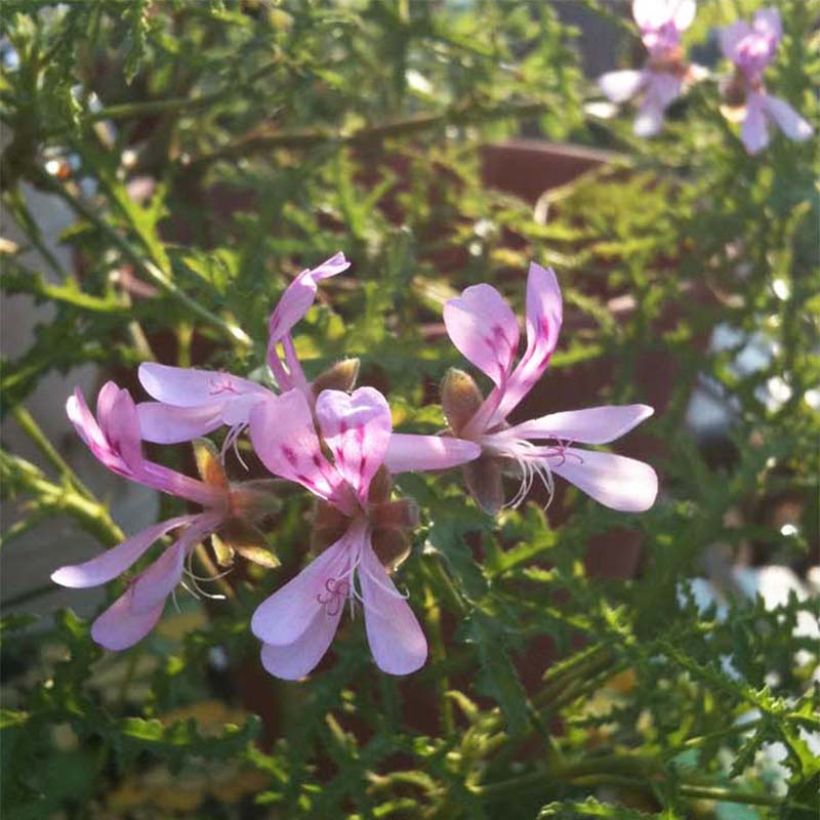 Tuoksupelargoni Filicifolium (Kukinta)