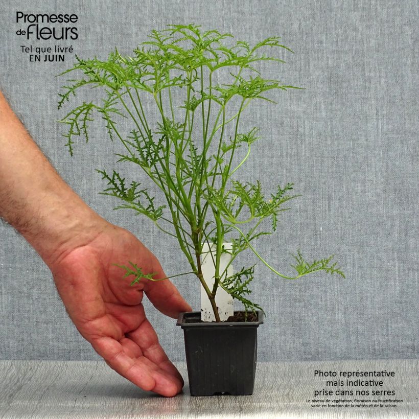 Esimerkki kesällä toimitetusta Tuoksupelargoni Filicifolium 7/8 cm taimiruukku-taimesta