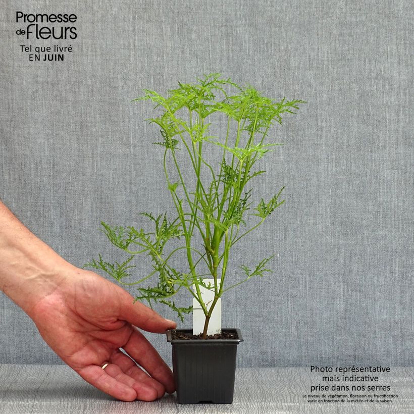 Esimerkki keväällä toimitetusta Tuoksupelargoni Filicifolium 7/8 cm taimiruukku-taimesta