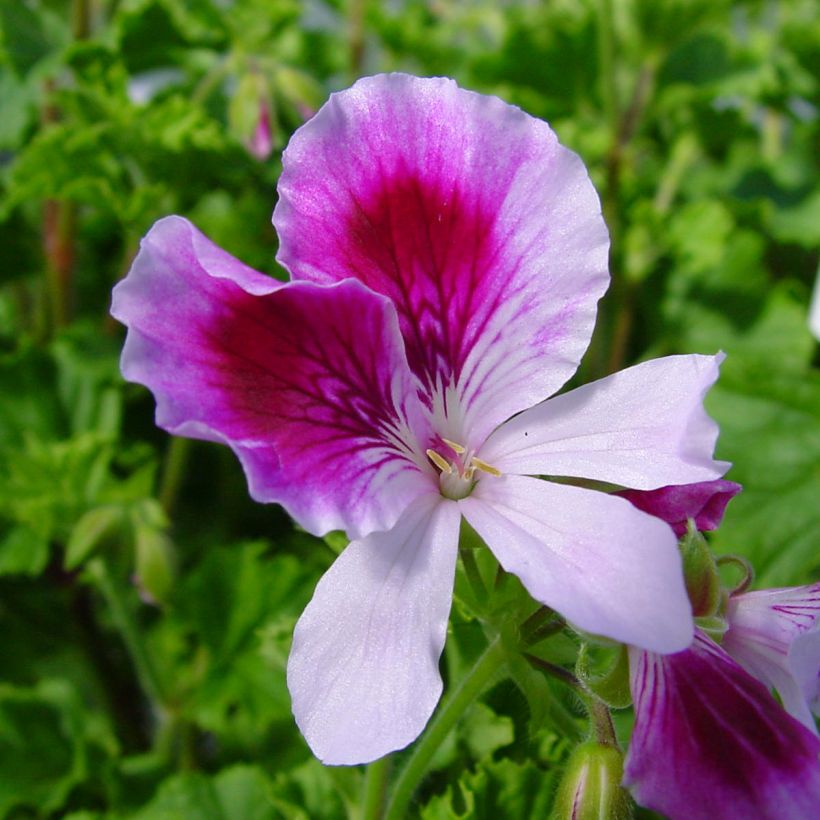 Tuoksupelargoni Kettlebaston (Kukinta)