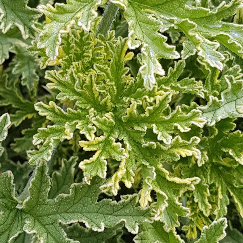 Tuoksupelargoni Lady Plymouth (Lehvistö)