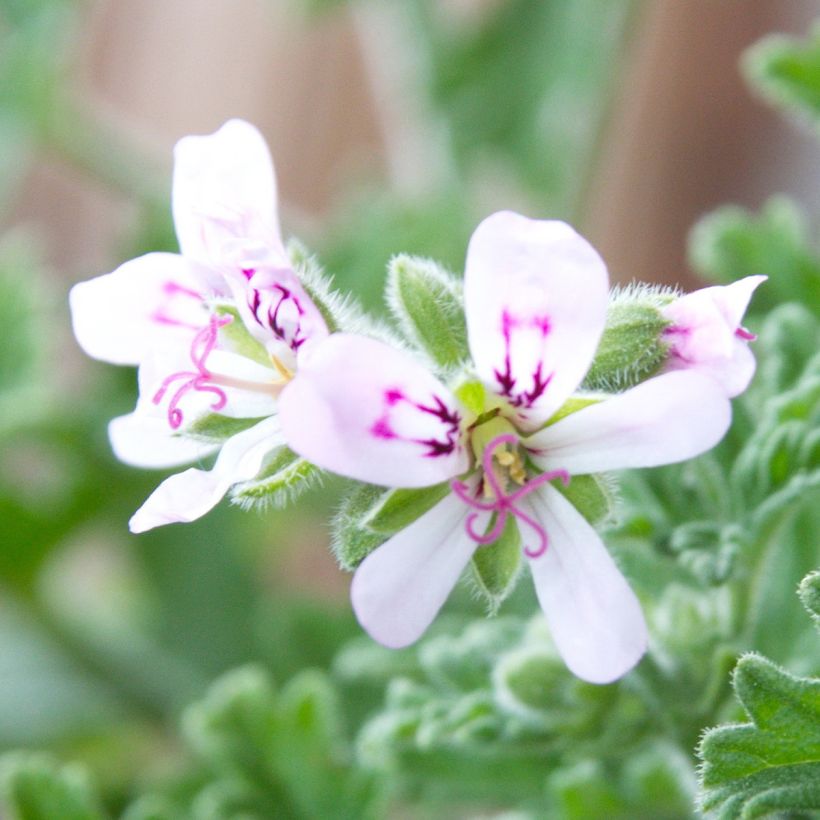 Tuoksupelargoni Lady Plymouth (Kukinta)