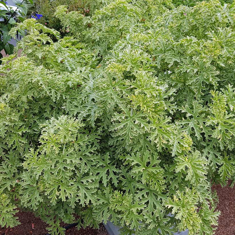 Tuoksupelargoni Lady Plymouth (Kasvutapa)