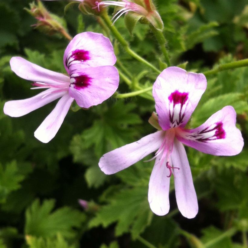 Tuoksupelargoni Lemon fancy (Kukinta)
