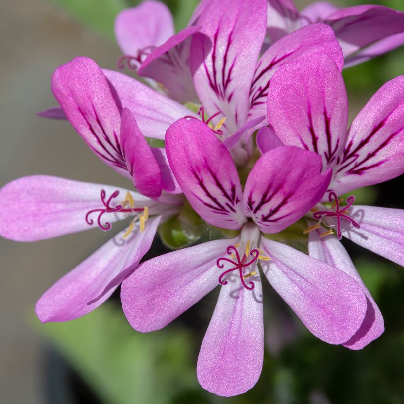 Tuoksupelargoni Pink Capricorn (Kukinta)