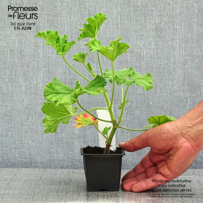 Esimerkki keväällä toimitetusta Tuoksupelargoni Purple Unique 8/9 cm taimiruukku-taimesta