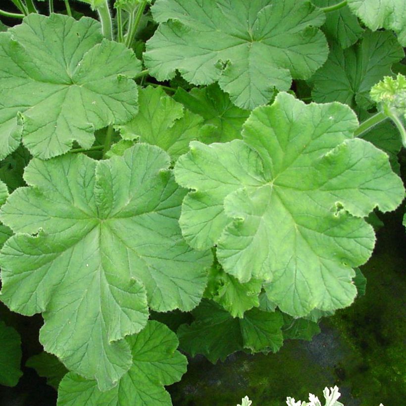Tuoksupelargoni Purple Unique (Lehvistö)