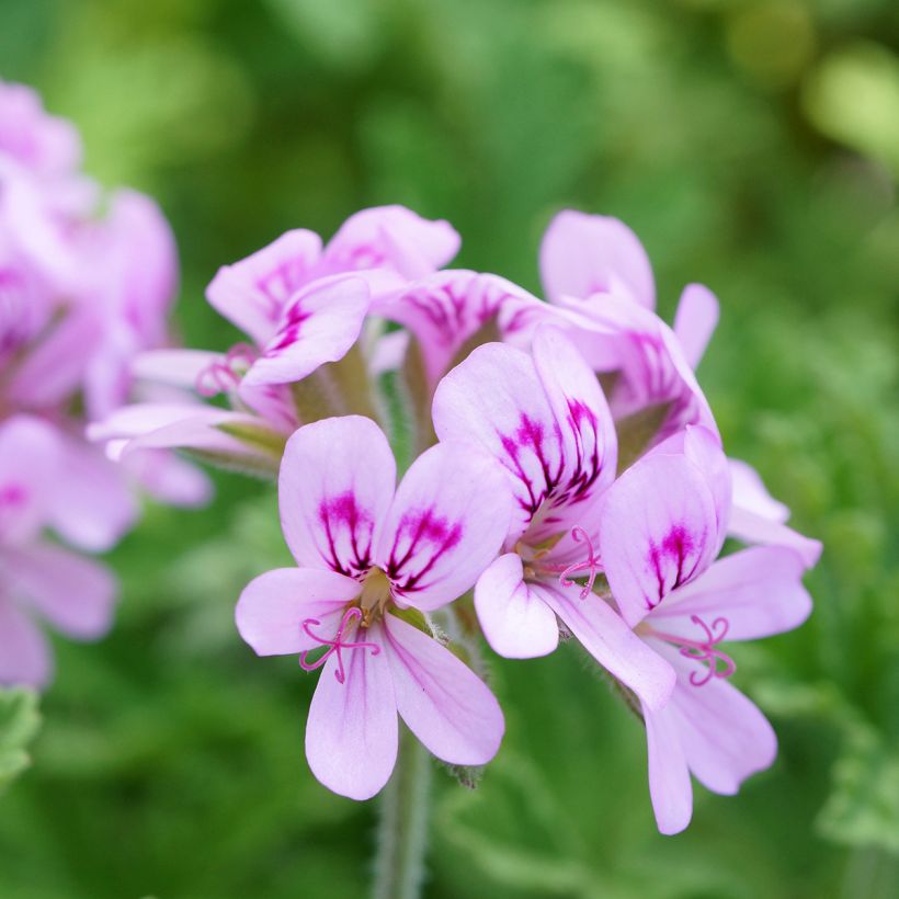 Tuoksupelargoni White Graveolens (Kukinta)