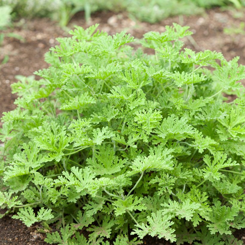 Tuoksupelargoni White Graveolens (Kasvutapa)