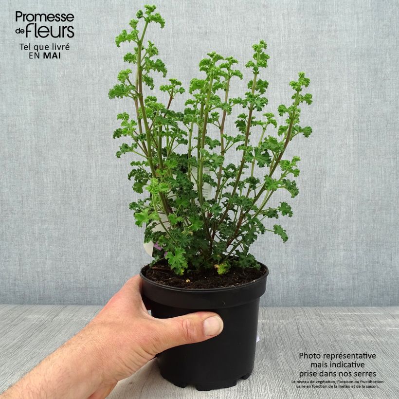 Esimerkki keväällä toimitetusta Pelargonium odorant crispum Minor - Géranium parfum citron Pot de 1,5L/2L-taimesta