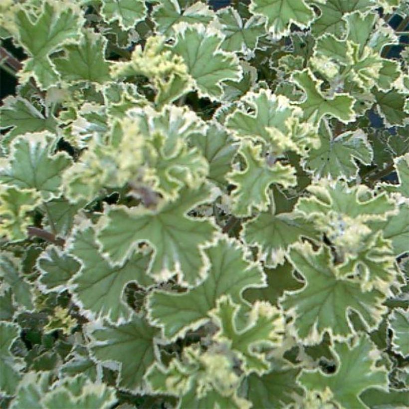 Sitruunapelargoni Variegatum (Lehvistö)